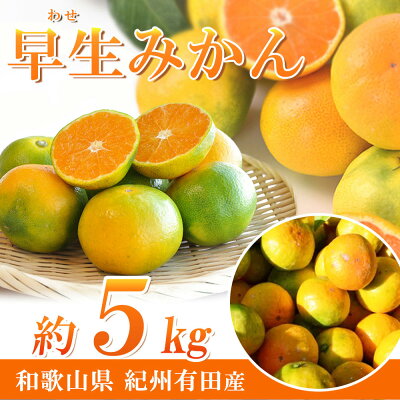 G7097_【2026年 先行予約】紀州和歌山有田産 ゆら早生みかん 5