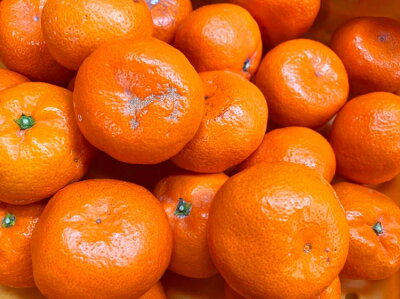 G7073_【2026年先行予約】初夏のみかん なつみ 7.5kg【家庭用 