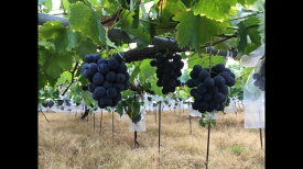 G7088_【2026年 先行予約】 紀州有田産 ブラックオリンピア (