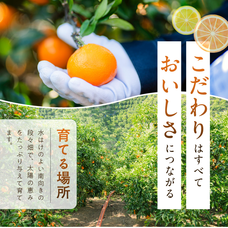 ZE6348n_【2026先行予約】和歌山県産 有田みかん 5kg (2S～Lサイ