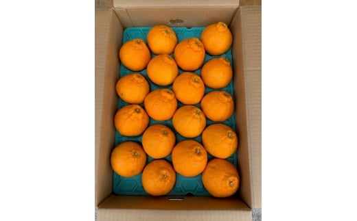 BF6064_（2026年先行受付）しらぬい（デコポン）18～22玉入り 