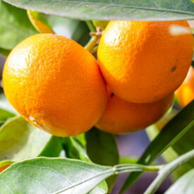 ZD6321n_【2026年先行予約】【食べごたえ十分・秀品】 和歌山 