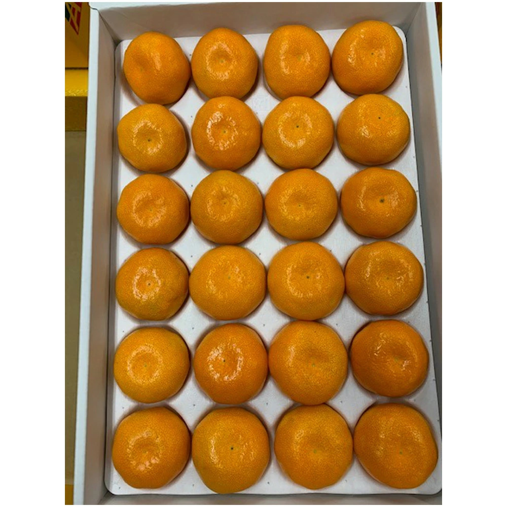 BF6032n_ハウスみかん 化粧箱 約2.5kg 【ミカン 蜜柑 柑橘 温州