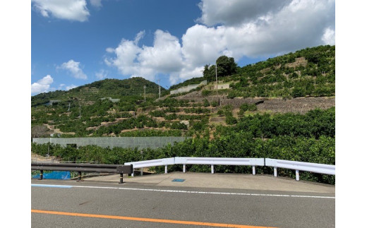 BF6040n_【数量限定】 ゆら早生みかん 5kg 赤秀 ２Sサイズ