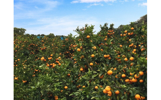 AT6229n_【ご家庭用】有田みかん 約5kg (L、2Lサイズ)【湯浅町