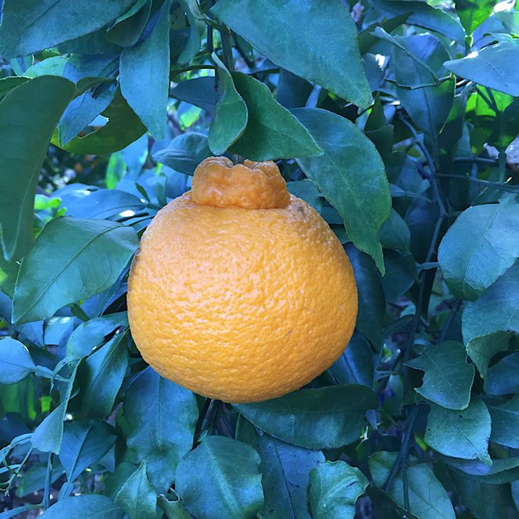 ZE6209n_【2026年先行予約】有田の不知火(しらぬひ) 2.5kg　8～11