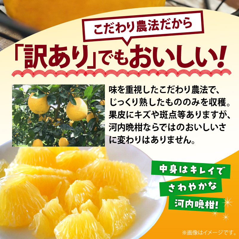 AB7041n_【2026年先行予約】有田育ちの 河内晩柑 【訳あり 家