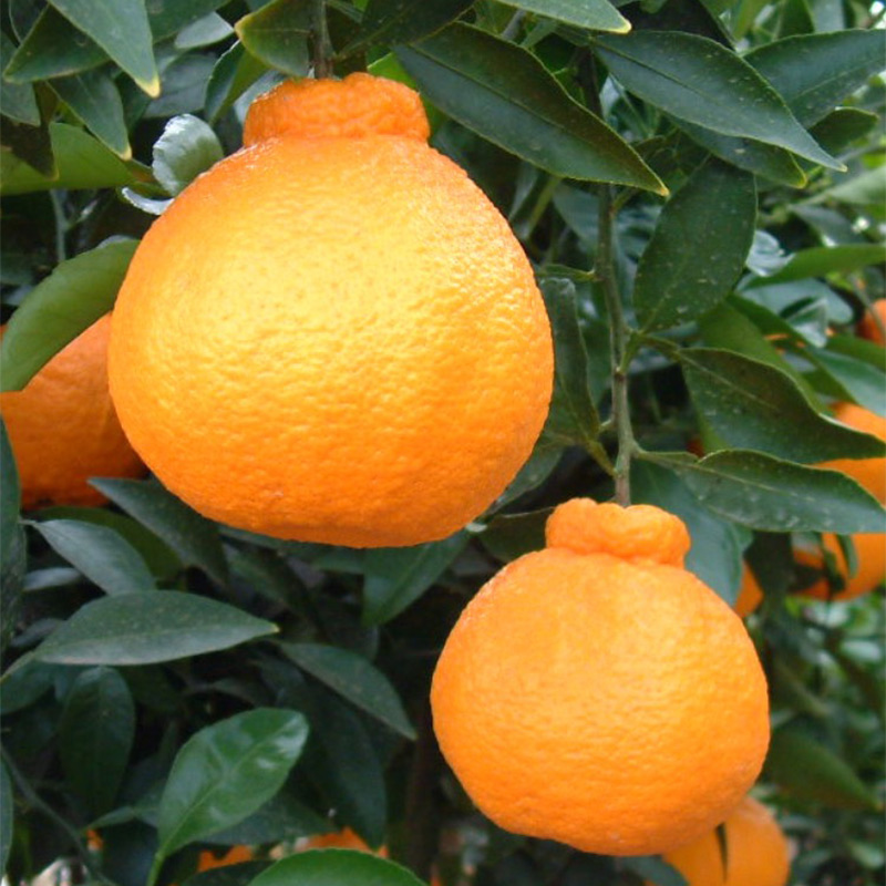 ZE6377n_【2026年先行予約】有田の不知火(しらぬひ) 5kg　18～24