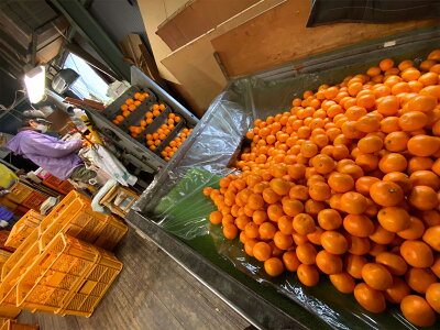 ZF6064n_≪年内発送≫【完熟早生・有田みかん】“小玉ちゃん