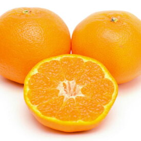 ZD6376n_【厳選・濃厚】【2026年先行予約】 紀州有田産のはる