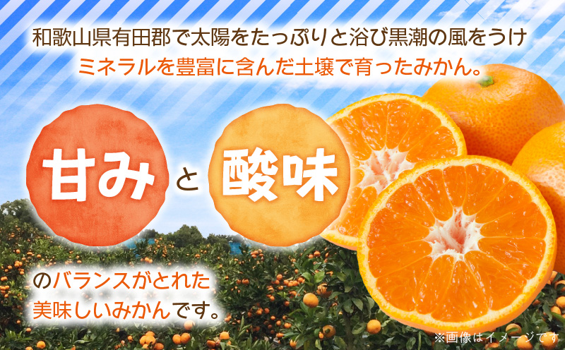 ZJ6097_果物ランキング1位獲得！ 総合ランキング6位獲得！TV