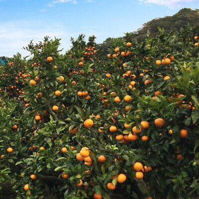 AT6323_ご家庭用　旨味凝縮 有田みかん 約5kg (SS、Sサイズ)【
