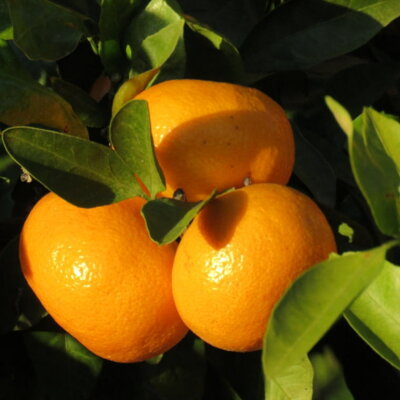 ZD7029_数量限定【ブランドみかん】田村みかん 約9kg (2Lサイ