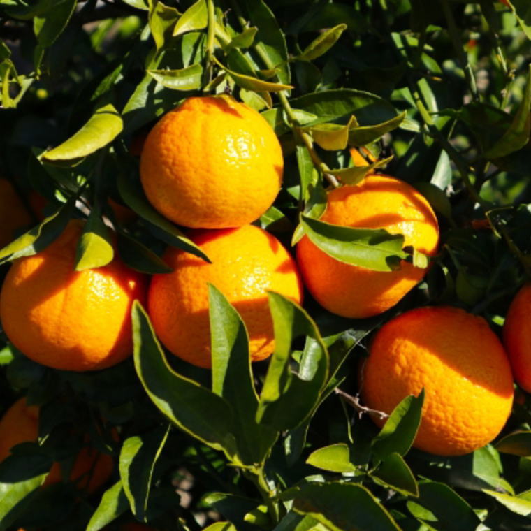 ZD6379n_【2026年先行予約】【濃厚】有田産不知火約4kg（M～3L