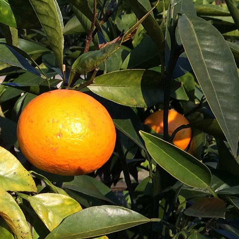 ZD6705n_【2026年先行予約】【春みかん】和歌山県有田産カラ