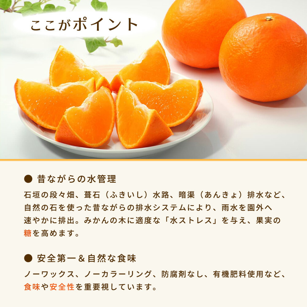 BT6013n_和歌山県有田産 みかん 10kg　L～Sサイズ（おまかせ）
