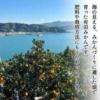 DZ6033_【2026年先行予約】家庭用 ご有田みかん 和歌山 小玉(2S