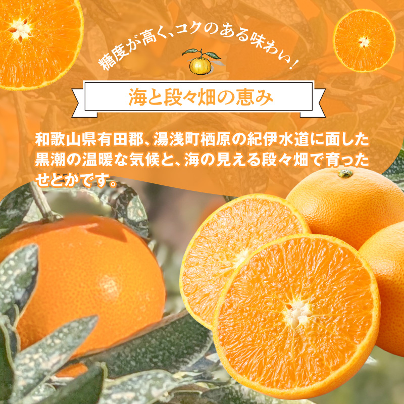 DZ6206_秀品　せとか 和歌山　有田 化粧箱 M～2Lサイズ 大きさ