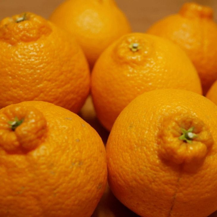 ZD6384n_【2026年先行予約】【濃厚】有田の不知火 (デコポン) 