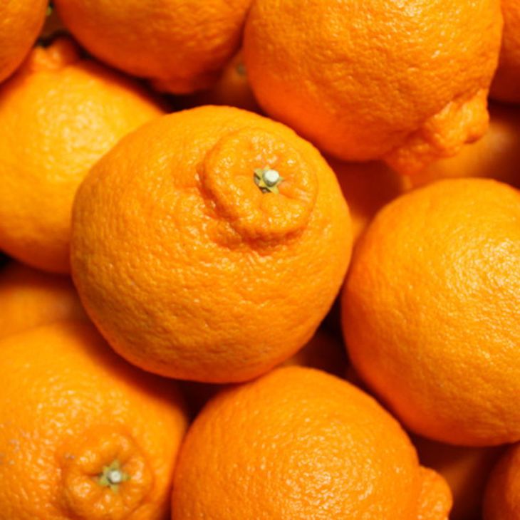 ZD7001_【お味濃厚】【2026年先行予約】紀州有田産 の デコポ