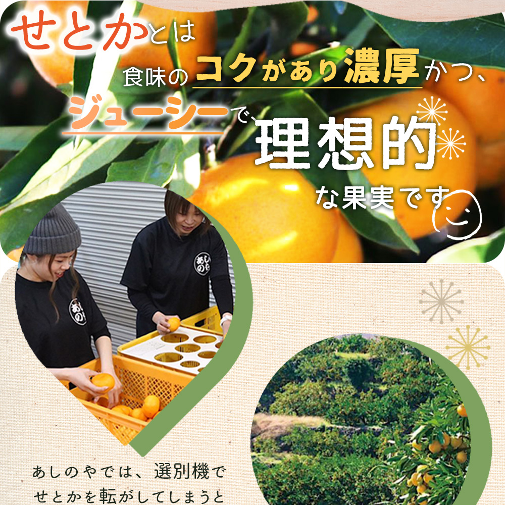 ZE6401n_【2026年先行予約】湯浅町産せとか11～15玉（M～2Lサイ