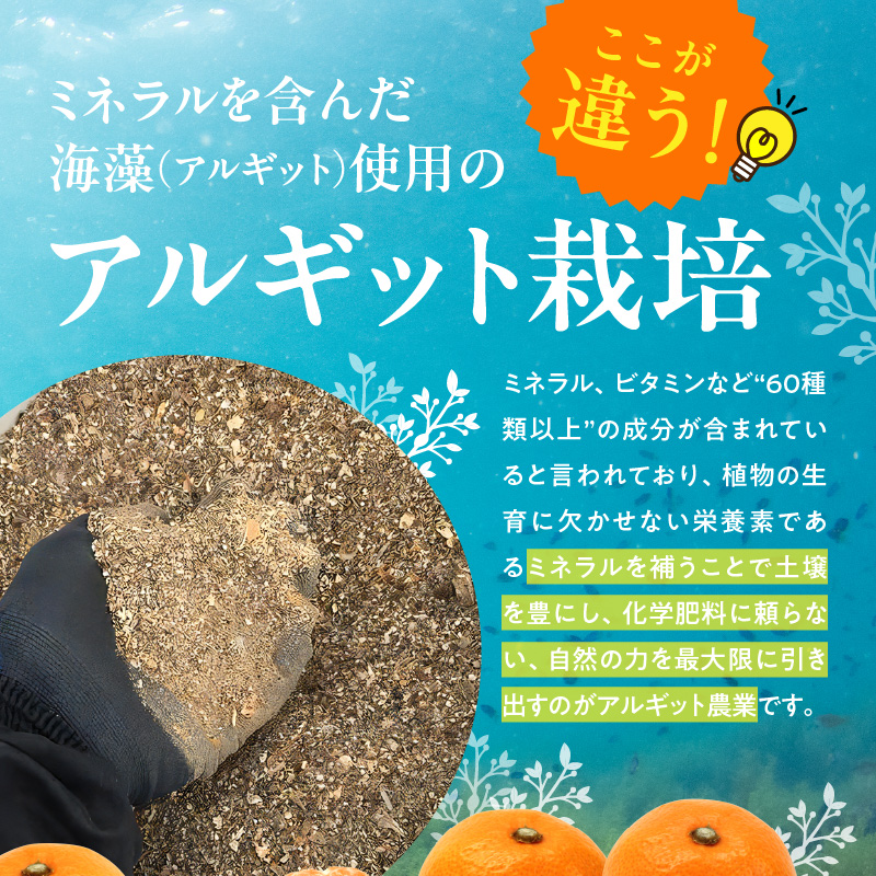 YA1000_完熟 アルギット みかん 3kg S～M サイズ