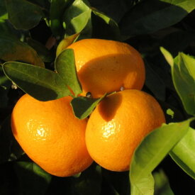 ZD92061_【家庭用】有田ブランド 賢みかん 約5kg（S～Lサイズ