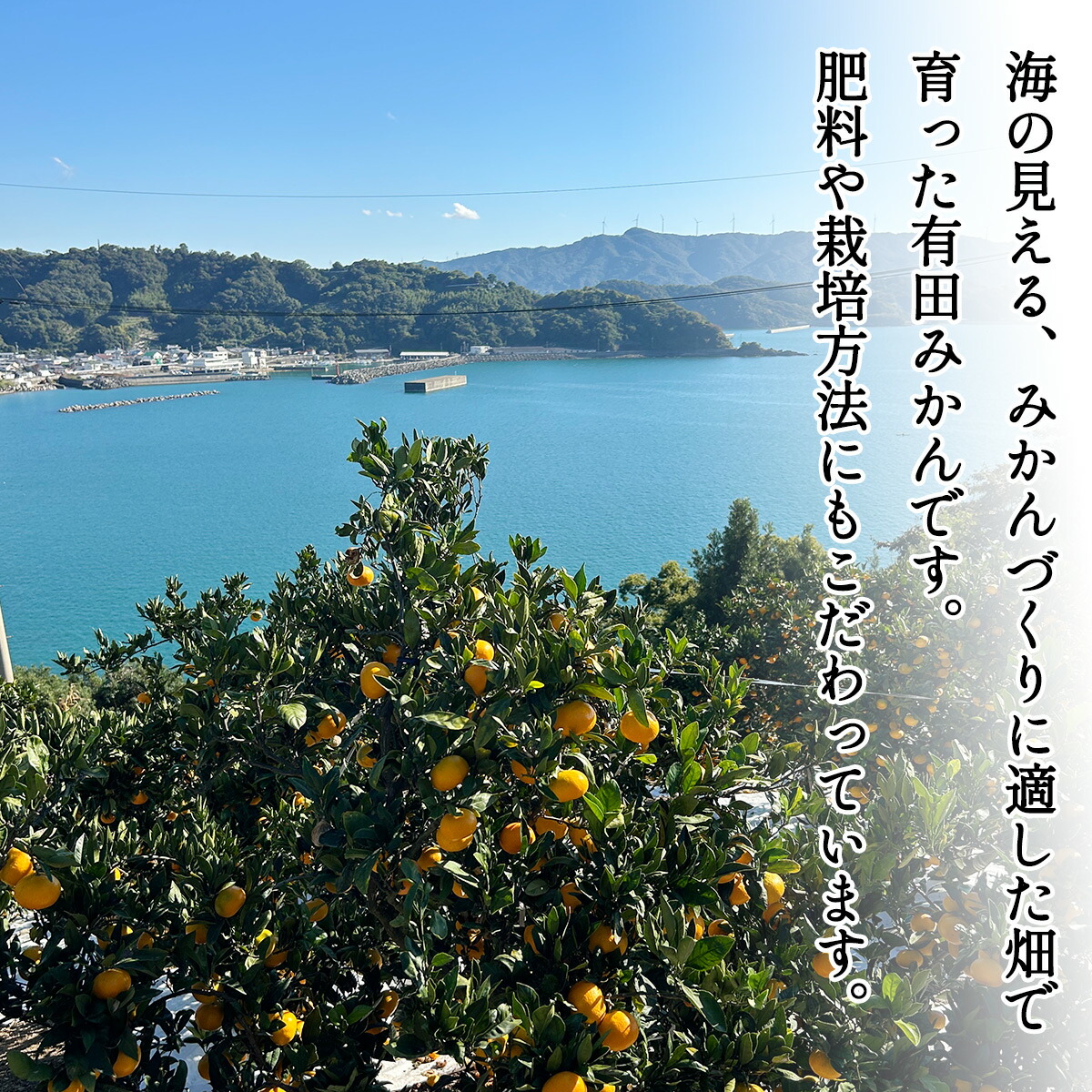 DZ6202_11_【2026年11月発送】ご家庭用 有田みかん 和歌山県産 S