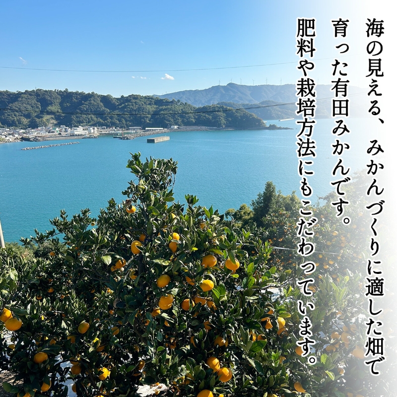 DZ6203_11_【2026年11月発送】ご家庭用 有田みかん 和歌山県産  