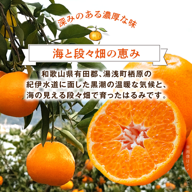 DZ6219_【2026年先行予約】訳あり 家庭用 はるみ 和歌山 有田 2