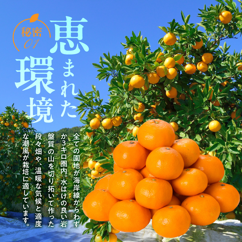 V7454_【2026年先行予約】田村みかん／特選ギフト品3kg【サイ