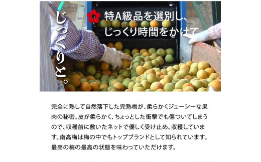 V7017_しそかつお梅干し500g 紀州南高梅うめぼし和歌山産(化