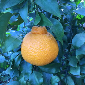 ZE6112n_【2026年先行予約】有田の不知火(しらぬひ)　6玉× 3箱