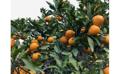 ZF6034n_【完熟早生・有田みかん】化粧箱『特秀』 4kg Lサイズ