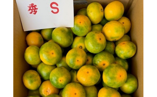 BF6041n_【数量限定】 ゆら早生みかん 5kg 赤秀 Sサイズ