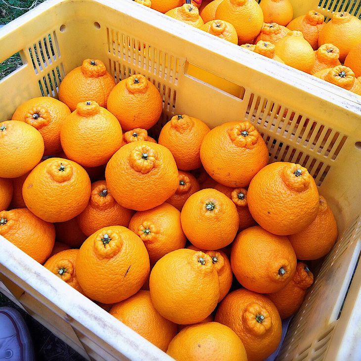 ZE6209n_【2026年先行予約】有田の不知火(しらぬひ) 2.5kg　8～11