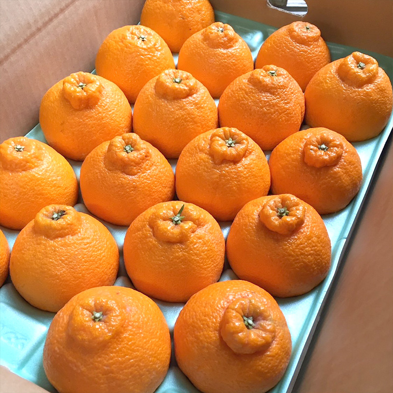 ZE6377n_【2026年先行予約】有田の不知火(しらぬひ) 5kg　18～24