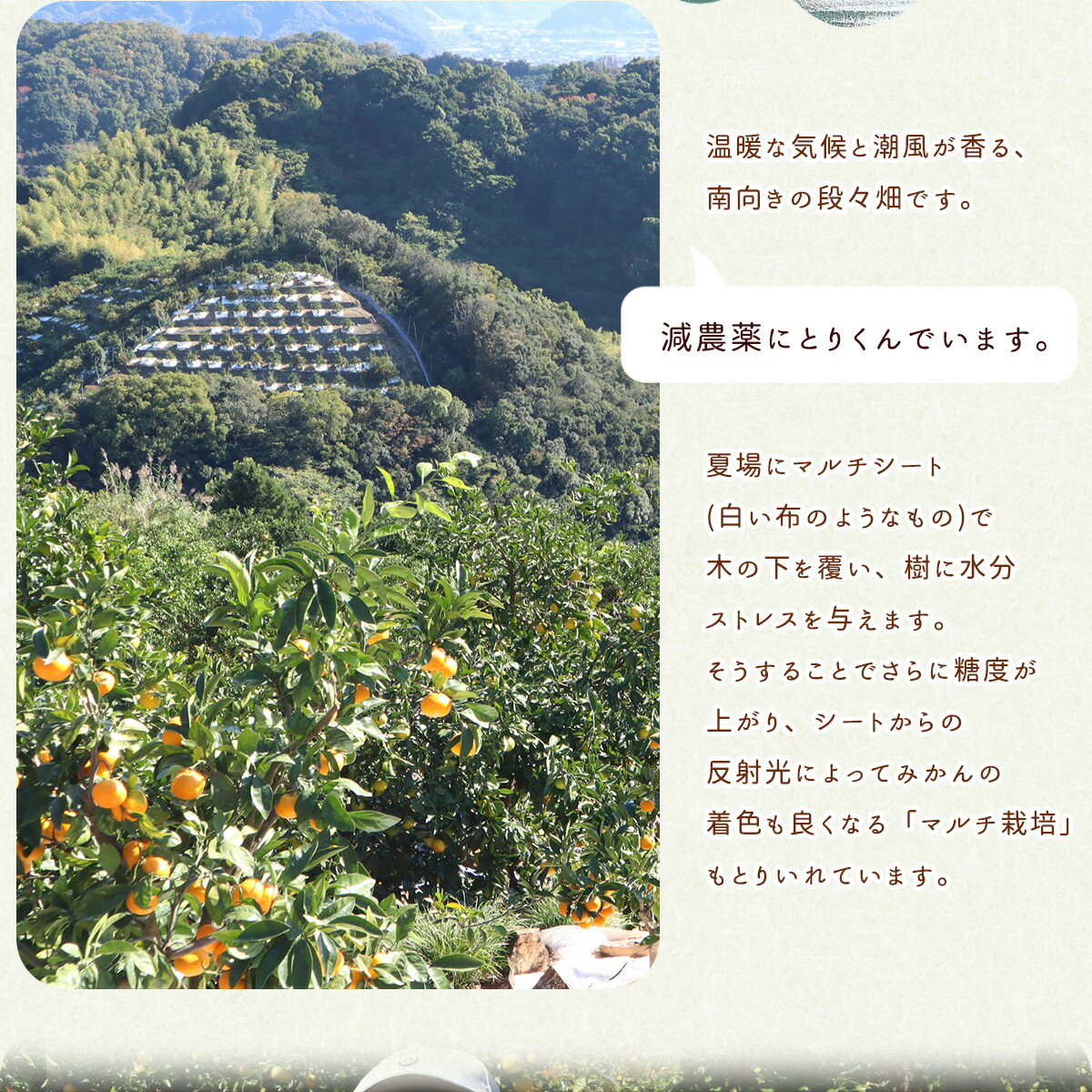 AN6112_有田みかん【訳あり】1kg SS～2Lサイズ混合 農家直送