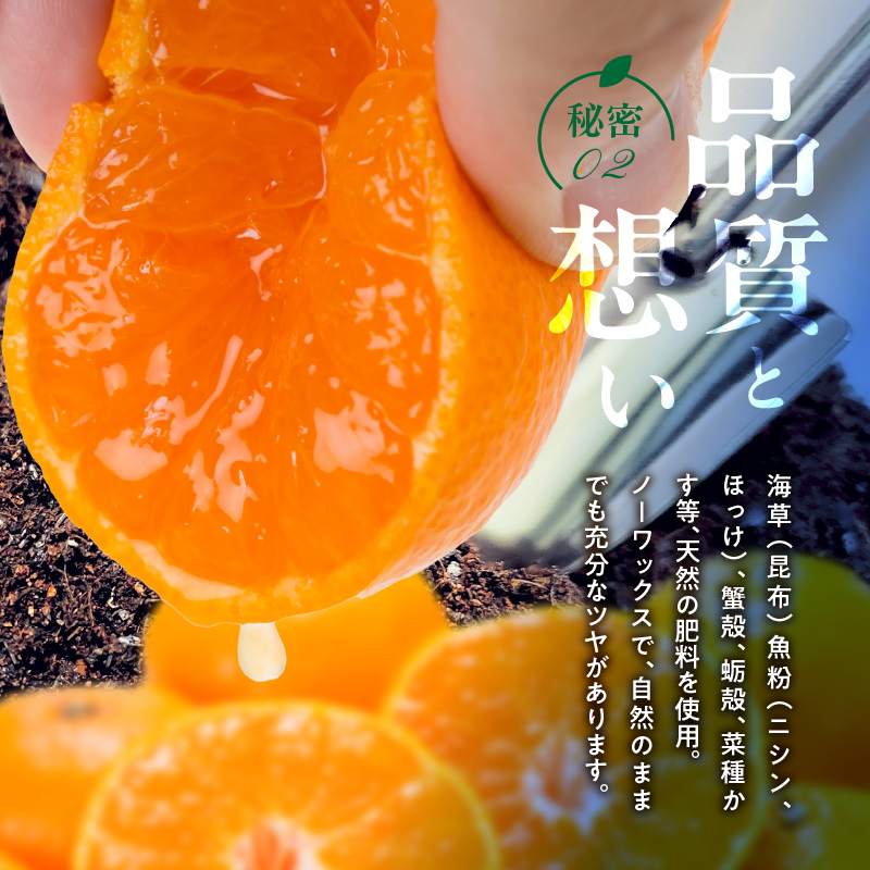 V7444_【2026年】田村みかん／特選ギフト品10kg【Sサイズ】赤