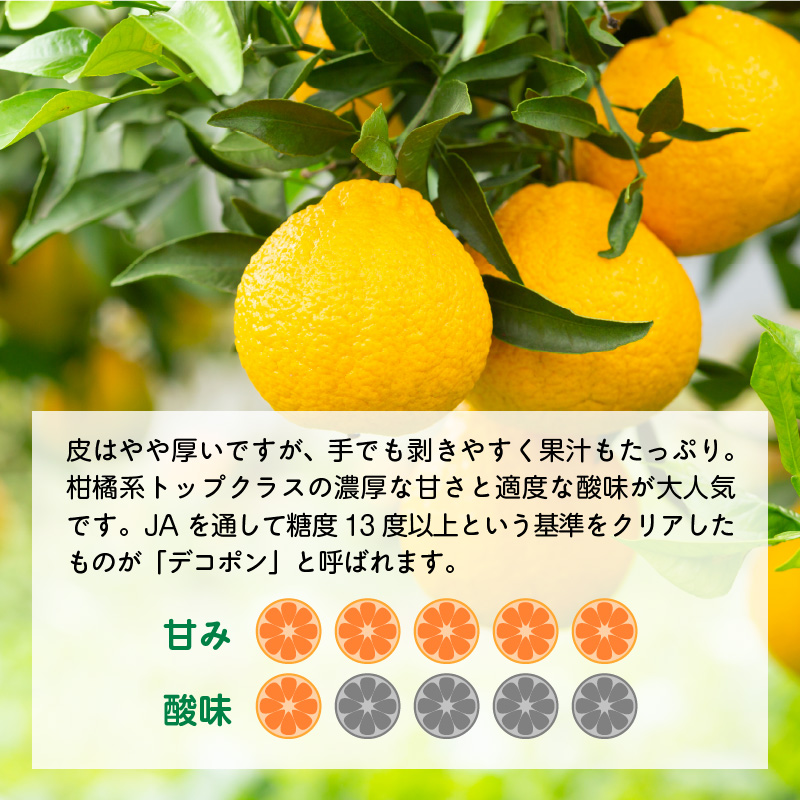 U6300_【2026年先行予約】デコポン 秀品 18玉～24玉 和歌山県有