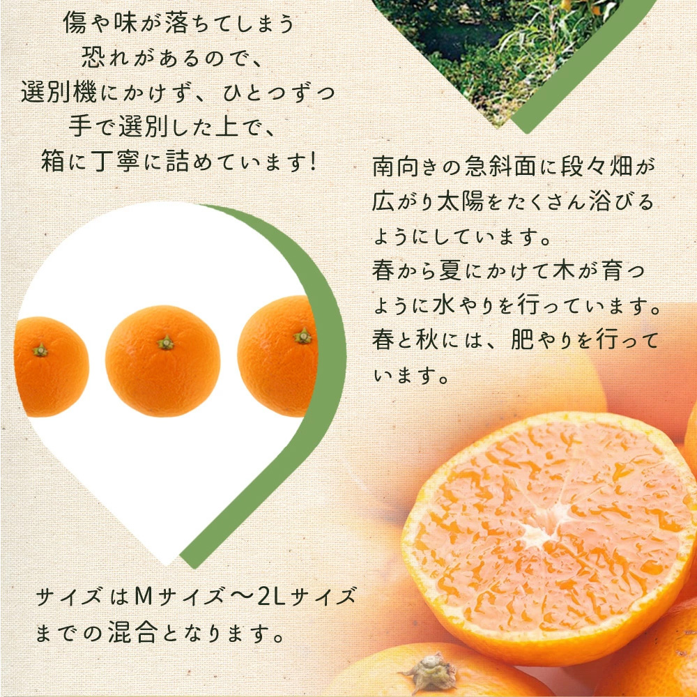 ZE6401n_【2026年先行予約】湯浅町産せとか11～15玉（M～2Lサイ