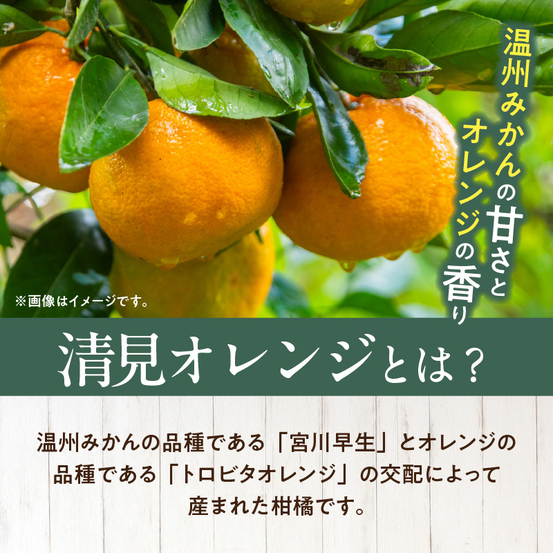 ZD92071_【2026年先行予約】【産直】有田産清見オレンジ 約5kg