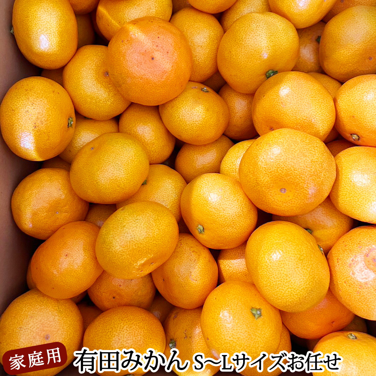 DZ6201_11_【2026年11月発送】ご家庭用 有田みかん 和歌山 S～L