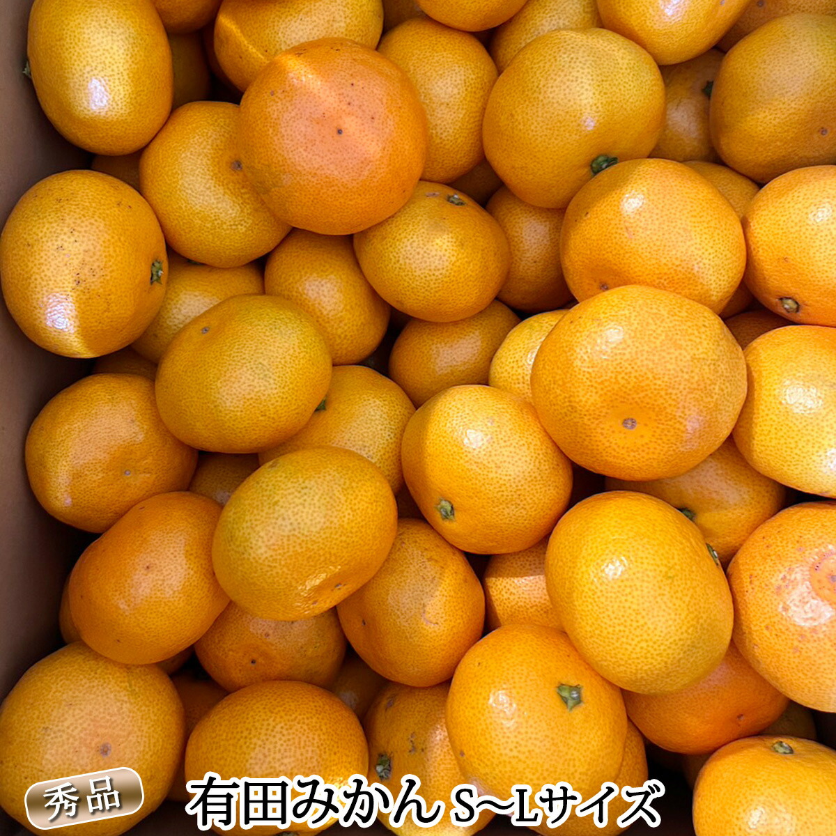 DZ6009n_01_【2026年1月発送】秀品 有田みかん 和歌山県産 S～L