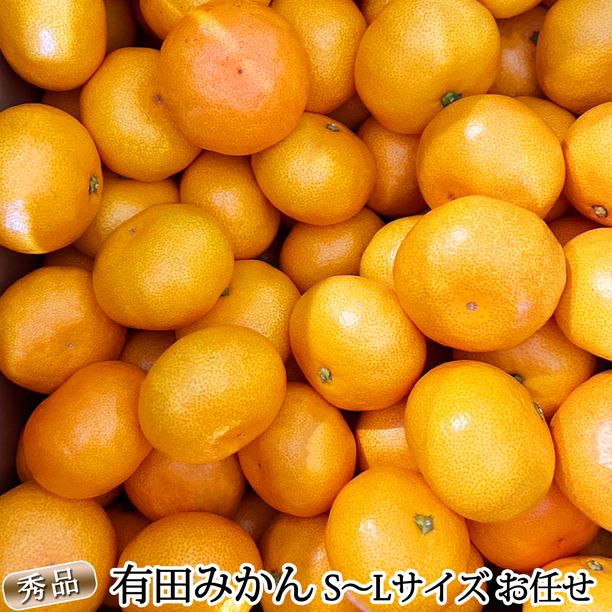 DZ6200_12_【2026年12月発送】秀品 有田みかん 和歌山県産 S～L