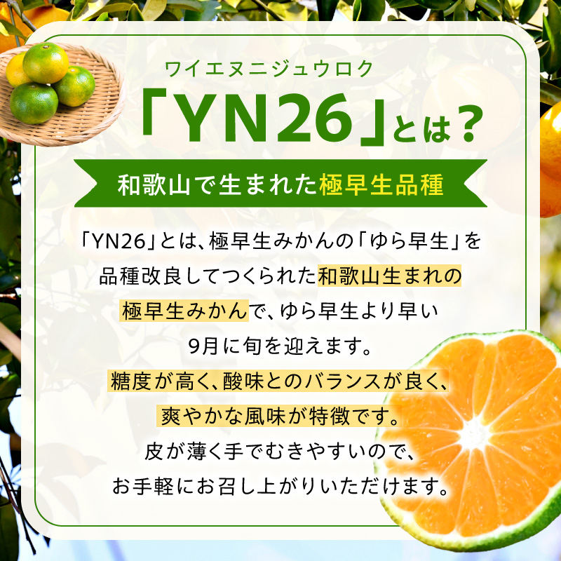 DZ6240_【2026年先行受付】家庭用 YN26 ゆら早生 有田みかん 和