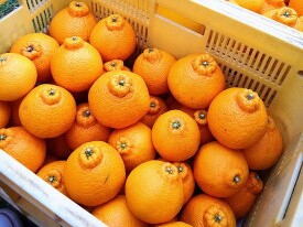 ZE6103n_【2026年先行予約】有田の不知火(しらぬひ）【化粧箱