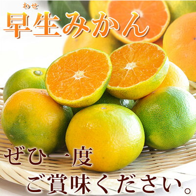 G7098_ 【2026年 先行予約】紀州和歌山有田産 ゆら早生みかん 