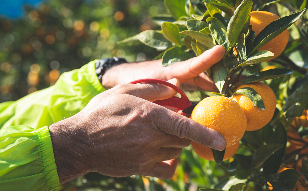 BP6011_かねよし農園 田村みかんジュース 3本 セット【和歌山