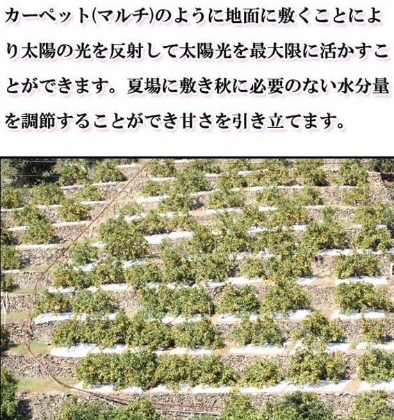 G7342_高級ブランド 田村みかん 5kg【家庭用 訳あり】